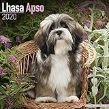 Lhasa Apso Calendar - Dog Breed Calendars - 2019 - 2020 Wall Calendars - 16 Month by Avonside (Multi by 