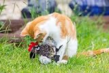 Petface Refillable Catnip Plush Cockerel Cat Toy Soft Durable Kitten Toy view 4