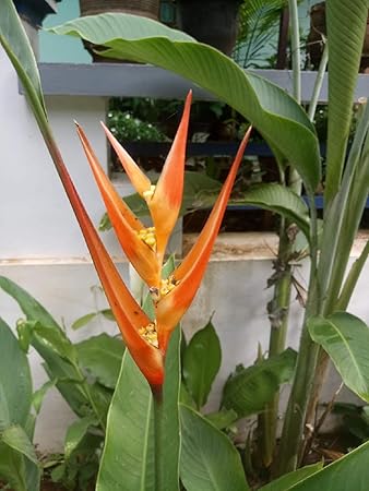Seedstores Heliconia Psittacorum Beautiful Daintree Live Plant