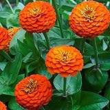 Outsidepride 1000 Seeds Annual Zinnia Elegans