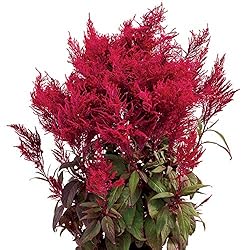 Park Seed Celosia Flower Plant Seeds, Easy to