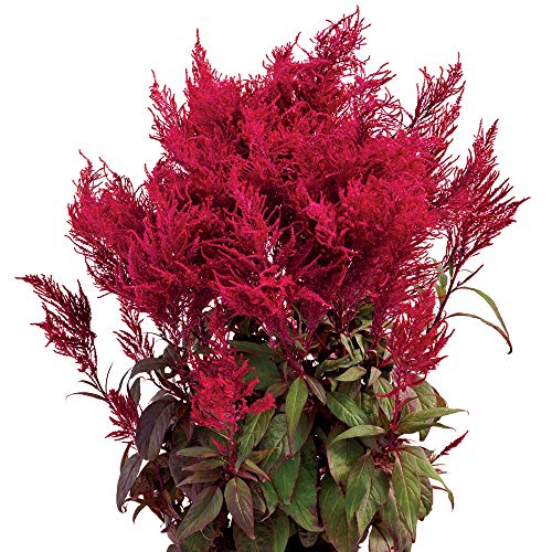 Park Seed Celosia Flower Plant Seeds, Easy to