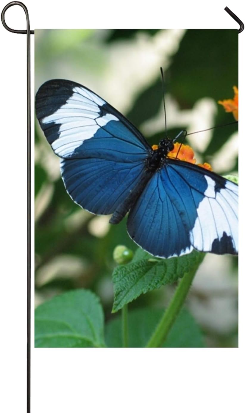 WilBstrn Sapho Longwing Blue Premium Garden Flag£¬ Decorative Garden Flags - Weather Resistant & Double Stitched