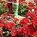 Pals Ladybug and Caterpillar Mismatched Socks Cool, Funny, Silly Designs for Boys or Girls, Non-Slip Sole Crew Socks, 1 Pair