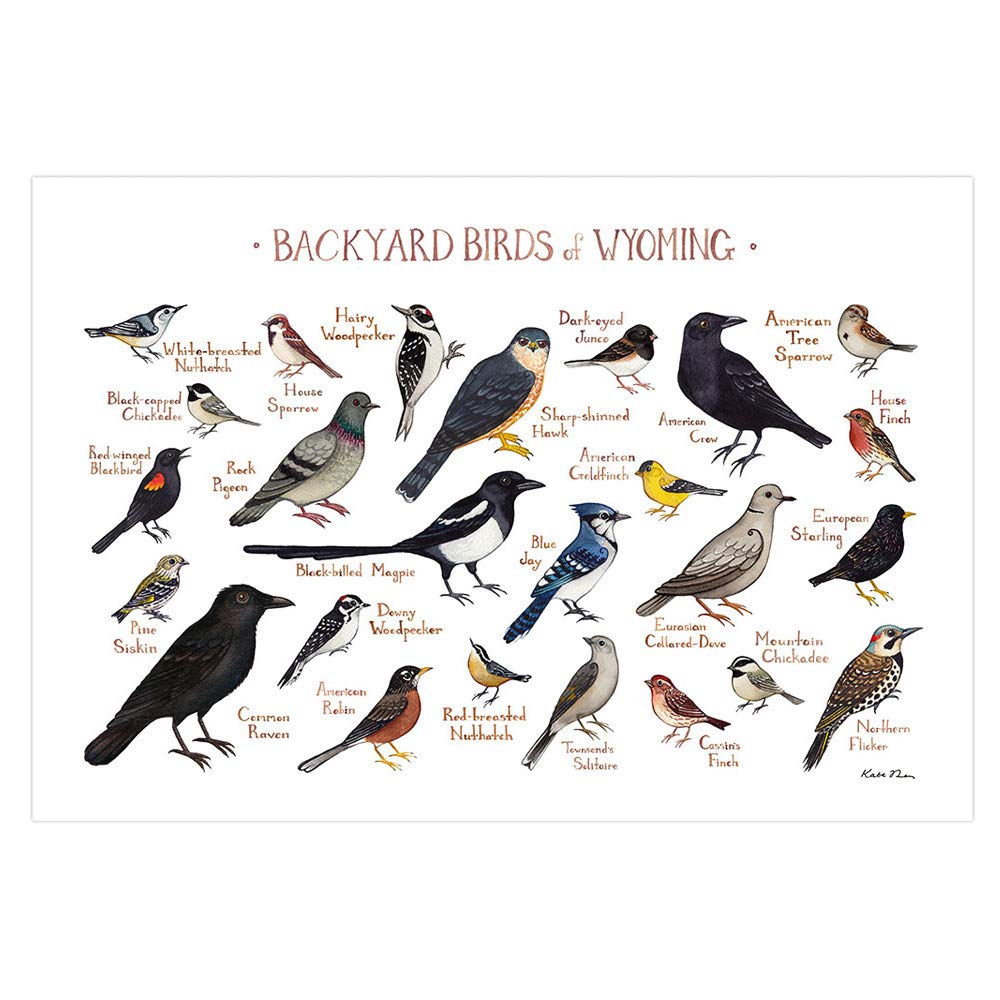 Amazon Backyard Birds Of Wyoming Field Guide Art Print Handmade amazon-backyard-birds-of-wyoming-field-guide-art-print-handmade