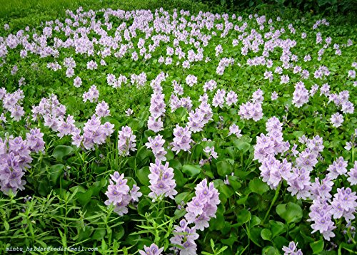 Water Hyacinth - Lot of 4 Live Floating Water Plants for your Pond, Water Garden, or Aquarium | Provides much needed shade and shelter for your pond and fish | Natural Biofilters