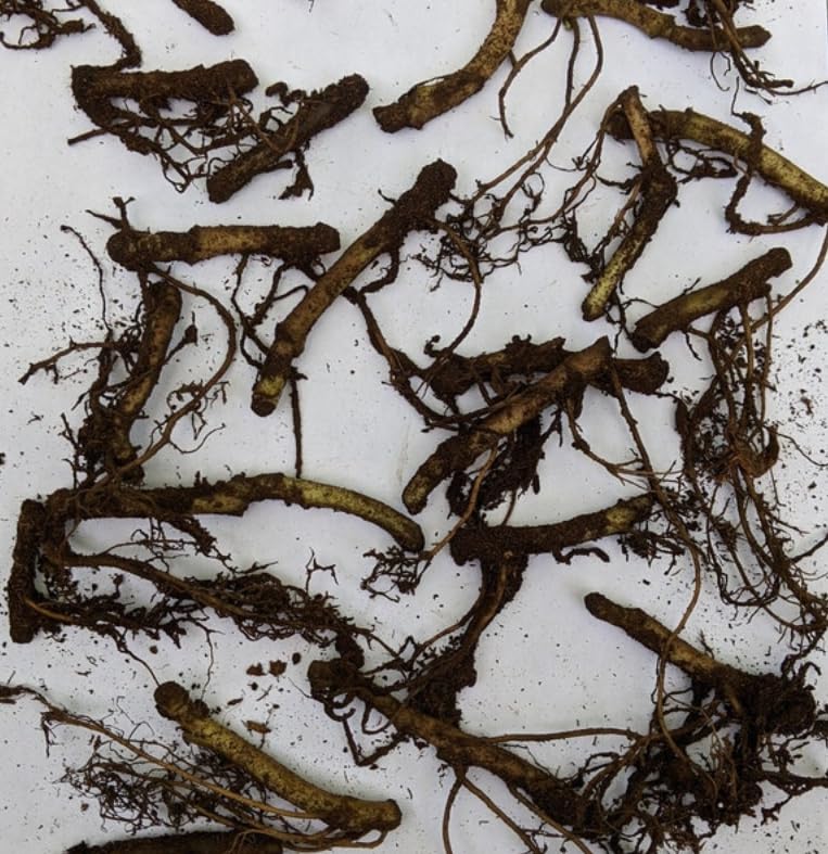 20 Wild Ginger Roots (Asarum canadense) - Live Native Ground Cover Plants for Shade - Low Maintenance Woodland Garden