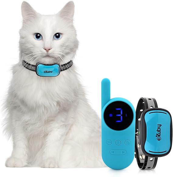 field spaniel puppies for adoption