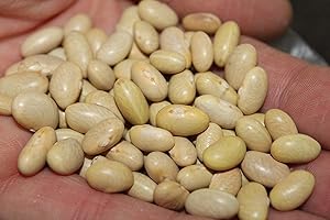 SVI Canary Beans, Peruvian Beans Aka Mayocoba Beans, Peruano Beans-100 Seeds Organic