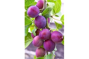 Methley Plum Tree - Self Pollinating - Live Fruit Plant Shipped 3 Feet Tall by DAS Farms (No California)