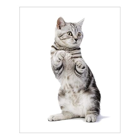 Media Storehouse 10x8 Print Of British Short Hair Silver Spotted