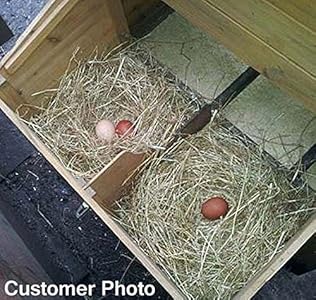 Feelgooduk Poulailler Grand Modèle Un Bon Rapport Qualité Prix