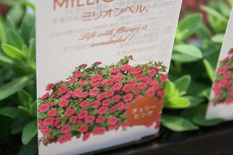 Amazon Co Jp 花苗 まとめ買い サントリーフラワーズ ミリオンベル 4ポットセット 3寸苗 送料込価格 チェリーピンク Diy Tools Garden