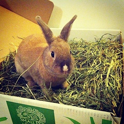Small Pet Select 3rd Cutting Super Soft Timothy Hay Pet Food for Picky Eaters Rabbits, Guinea Pigs, and Other Small Animals - Image 5