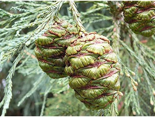 Amazon Com Giant Sequoia Live Tree Seedling Xl The Jonsteen Company Garden Outdoor