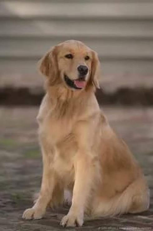 Amazon Co Jp キットによる絵画 塗り絵 手塗 子供ゴールデンレトリバー Diy絵 デジタル油絵 40x50cm フレームレス ホーム キッチン