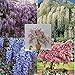 RARE Very hard to find them all: 5 different colors of Wisteria, package of 25 seeds, 5 each color primary