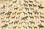 Laminated North American Horses Educational Chart Poster 36 x 24in
