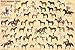 Laminated North American Horses Educational Chart Poster 36 x 24in