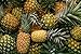 Food to Live Dried Diced Pineapple (Sweetened, Unsulfured, Bulk) (2 Pounds)