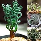 Wintefei 200Pcs Rare Succulents Plant Home Garden Magic Spiral Spring Grass Bonsai Seeds