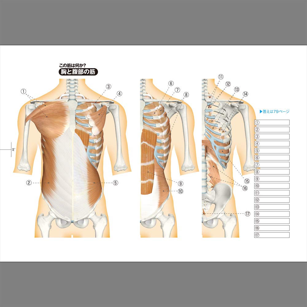 最大51 オフ Do You Know Muscle Yes I Am A Muscle Doctor 筋肉検定 公式問題集 筋肉のこと知ってますか クイズで筋肉まるわかり 増補改訂版 ラウンドフラット 谷本道哉 荒川裕志 書籍 雑学 ネタ帳 送料無料 キャンペーン Idvn Com Vn