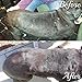 Big Mare Canine Body Spray : Antibacterial/Antifungal. Clinically Proven Effective On Hotspots, Yeast, Dermatitis, Staph, Ringworm, Hair Loss, And More. Veterinary Approved & Recommended. (4 oz)thumb 3