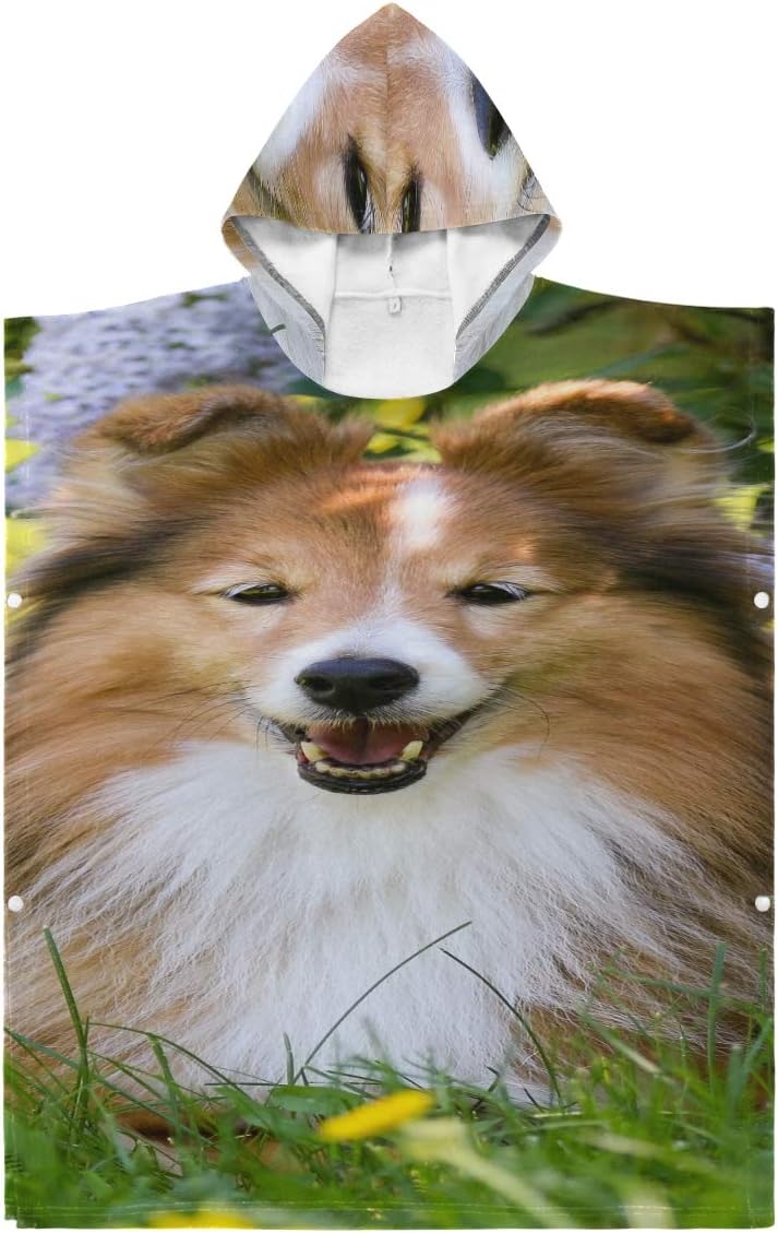 old shetland sheepdog