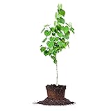 Eastern Redbud - Size: 4-5 ft, Live Plant, Includes