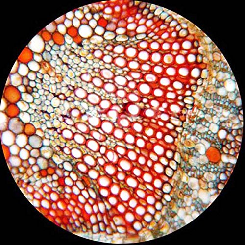 3 AmScope+PS25W+Microscope+Biological+Education