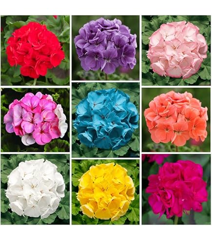10 Red Geranium Seeds – Perennial Flower, Bright Blooms, Fresh, US Seller