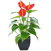 Artificial Flower Calla Lily Faux Small Potted Plant with Black Pot Fake Bonsai Flower for Home, Office, Indoor and Outdoor Occasions Decor (Red Fake Flower)