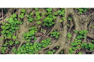 YongFoto Reptile Terrarium Background 48x18 inch Reptile Tank Background Vintage Old Tree Roots Green Grass Moss Bark Reptile Habitat Background Bearded Dragon Fish Tank Aquarium Background Backdrop