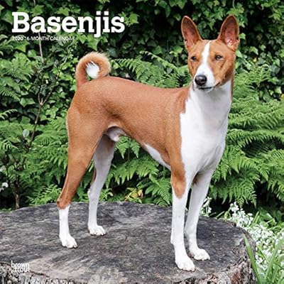 Basenjis 2020 12 X 12 Inch Monthly Square Wall Calendar Animals
