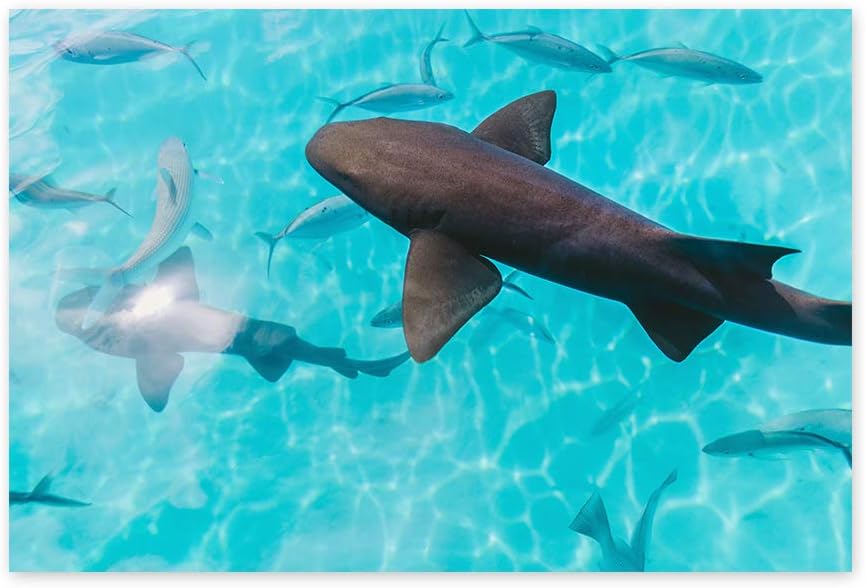 Funny Ugly Christmas Sweater Sea Animals Poster Wall Art Shark Home Decor Prints 19" x 28"