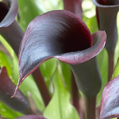 Buy Van Zyverden Callas Black Star Flower Bulbs Online In Philippines B077y86drj