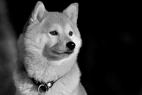 Amazon Co Jp 柴犬壁紙 動物壁紙 白黒の キャンバス ステッカー 印刷 壁紙ポスター はがせるシール式 写真 特大 絵画 壁飾り105cmx70cm Home Kitchen Amazon Co Jp 柴犬壁紙 動物壁紙 白黒の キャンバス ステッカー 印刷 壁紙ポスター はがせるシール式 写真 特大 絵画 壁飾り105cmx70cm Home Kitchen