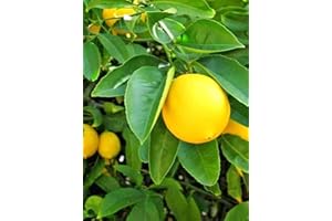 VAACNEE 30 Meyers Lemon Seeds Citrus Seeds