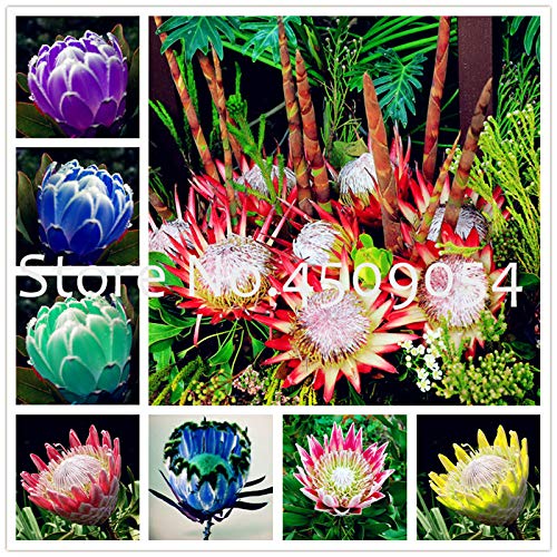 AGROBITS Saat: Frisch Rare Pro Cynaroides Bonsai Leicht Pflanz Seltene Zimmerpflanzen Bonsai Variety komplettes 100 StÃ¼ck fr
