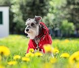 Morezi Pink Dog Raincoat with Hood Reflective Buttons Medium view 7