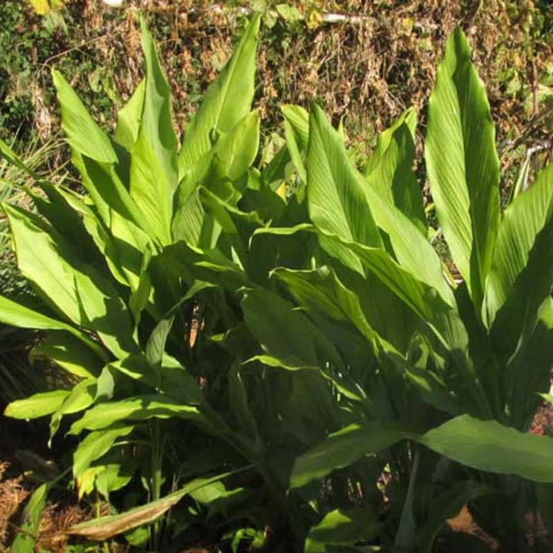 UIOTER 2 Live Ginger Curcuma Turmeric Plants 4-6 Inches Tall for Planting USDA Hardiness Zones 8-11