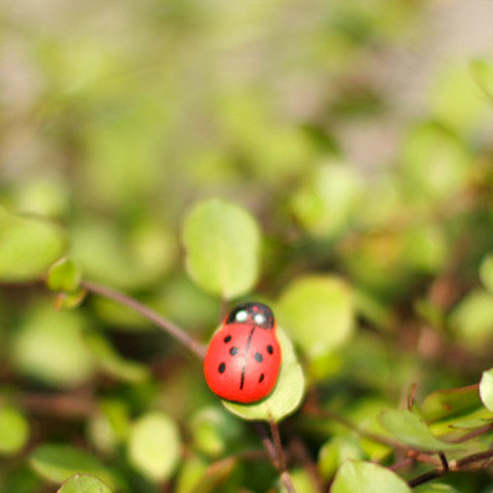 DEKOWEAR Ladybirds with glue point 100 pieces for Decorating from Wood, Red or Colored, 11 mm as Luck Beetle - Handmade Lucky Charm Ladybug (Colored)