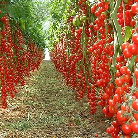 Natural garden plants Tomato SSK 46 Hybrid F1 Vegetable Seeds 100 Seeds Packet