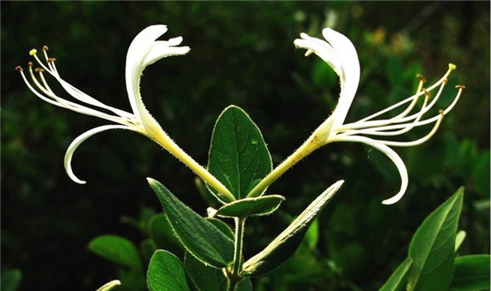50pcs Honeysuckle Vine Seeds Chinese Rare Mandarin Duck Vine Honeysuckle (Tecomaria Capensis) Bonsai Lonicera Japonica Herbal Medicine Sweet Home Garden Bonsai Plant (jin yin Hua)