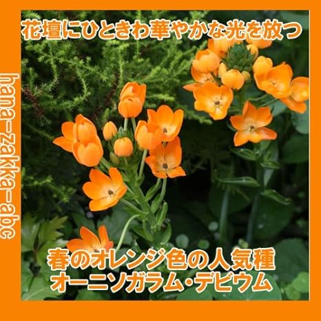 Amazon オレンジの魅力 オーニソガラム ダビウム２球 オランダからの花便り 秋植え球根 球根