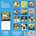 2020 Pugs Wall Calendar by Bright Day, 16 Month 12 x 12 Inch, Cute Dogs Puppy Animals Adorable Canine