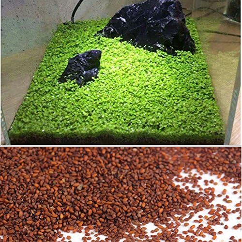 TOPmountain Aquarium Plants Seeds Aquatic Water Grass Seeds for Fish Tank Rock Lawn Garden Decor(4 Pack)