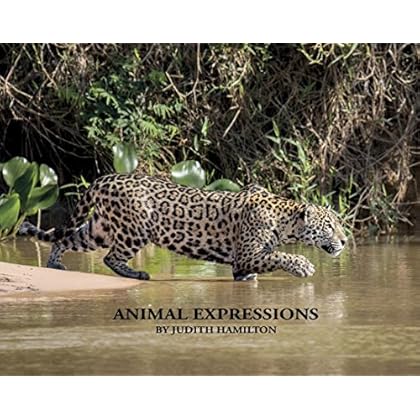 Animal Expressions Animal Expressions