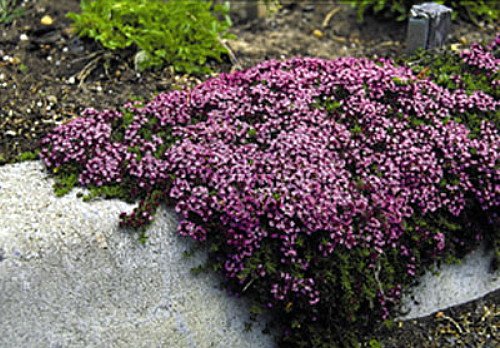 'Magic Carpet' Thyme Plant - Pretty Pink Flowers - Hardy - 3