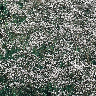 Perennial Gypsophila - Baby's Breath - Double Snowflake - White Flower Seeds - 1/8 oz